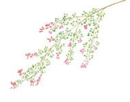 季節の掛紙