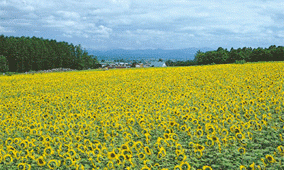夏の風景