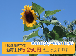 帰省みやげキャンペーン