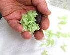 「きんとん」作成工程4