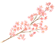 季節の掛紙